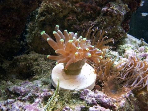 Hammer coral frag from Aquapros